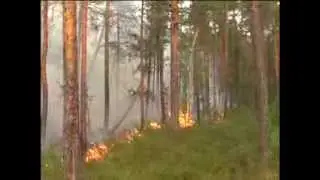 лесные пожары