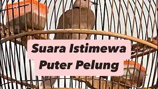 Suara ISTIMEWA Puter Pelung @sugitokambojaBF