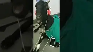 Ана   прикол
