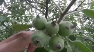 Thinning Fruit Trees - Thinning Your Apples