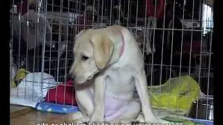 Выставка животных Pet Ekspo 2011