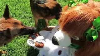 Paws in the Park Fundraiser Challenge-Leilia Does Agility
