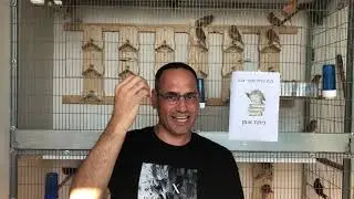איך לבחור ציפור בריאה