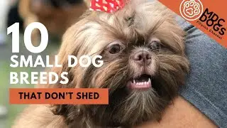 Top 10 Small Family Dog Breeds That Don’t Shed in Philippines | Tagalog | MDC DOGS