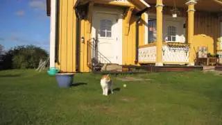 My beautiful cat!