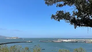 BIG TREE 🌳 in San Francisco, California