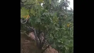 Grubumuzun üreticilerinden Adem Kırlı beyin  bahçeleri..