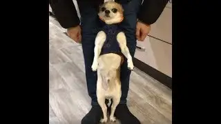 Как легко одеть собаку. Забавное пособие;)