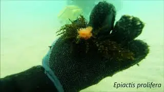 Brooding Anemones beach collection