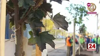 На улицах Нефтекамска появятся яблони и черемухи