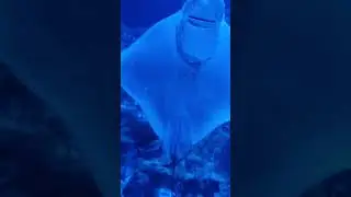 amazing stingray ❤️  