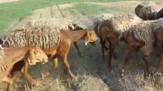 совлуқлар сотилади гигант элита +992927354646