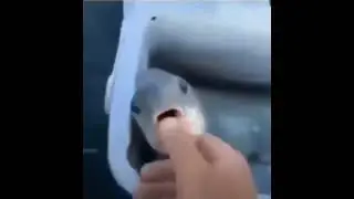 Fish.mp4 (Discord Meme)