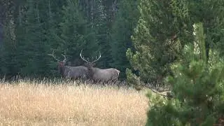 Montana Elkhorn Mountains Bull Elk Hunt Teaser
