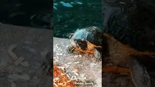 Turtle Vomit