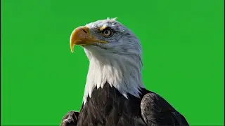 Eagle  green screen 4K   No Copyright