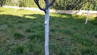 👉Anti parasite 100% naturel pour arbres fruitiers! Badigeon de chaux, méthode