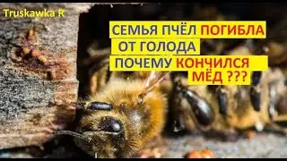 #bees