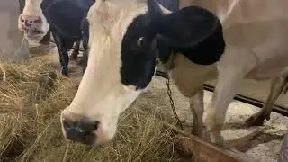 Изменения на ферме, убираем курятник, подготавливаем место для телят.