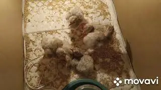 Вывод ИНДЮШАТ в инкубаторе КВОЧКА