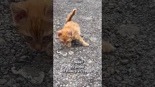 Привет из дома от Яниса и Стеши 🏡❤️🎉🙏