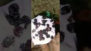 Arun icecream Black currant flavour