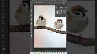 How to use Patch tool in Adobe Photoshop 2025