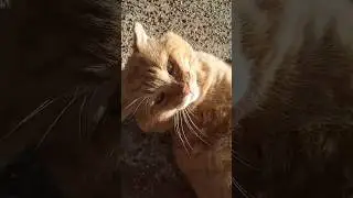 Garfield, The Stray Fat Cat