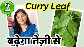 🔴HOW TO GROW HEALTHY BUSHY CURRY PATTA PLANT कड़ी पत्ते की देखभाल और घना कैसे बनाए 