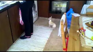 Chihuahua howling while listening to Yoville theme (Part One)