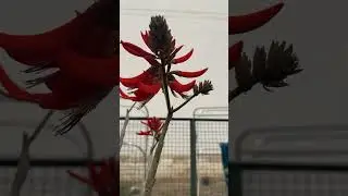 Indian coral Tree Feb 2024