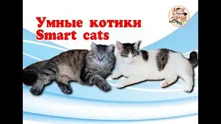 Умные котики. Smart cats. Архивное видео 21.08.2023.