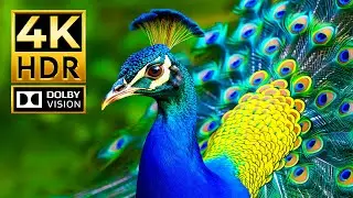 Video Epic 4K Wildlife Discovery Journey | Dolby Vision HDR 4K 60fps