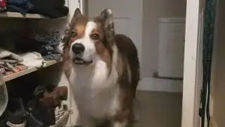 Gimmie walkies