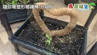 隨你彎塑形椰纖棒 攀爬棒 生長支架 龜背芋 植株塑形 升級7mm鋁線 堅固耐用 支撐佳 爬藤植物 藤蔓植物 觀葉盆栽 支撐柱 #花園城堡園藝資材倉庫 #garden