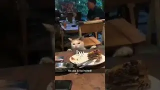 Which Cat Are You? 🤯