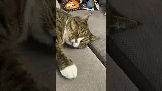 Кошачий сон час, Васька спит без задних ног