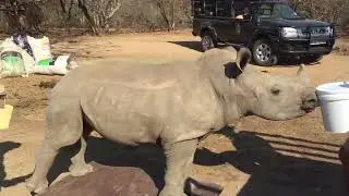 Baby rhino Angie gets weighed