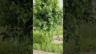 Тёма и клубника ● Томск ● 2024 🐶