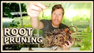 Root Pruning in LECA | How to Treat Root Rot