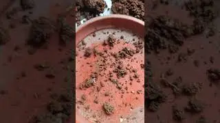 Good Works for Plants