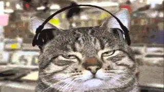 ....КОШАЧИЕ ПРИКОЛЫ.....