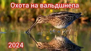 Охота на вальдшнепа 2024.