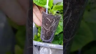 Заглянем в череночник