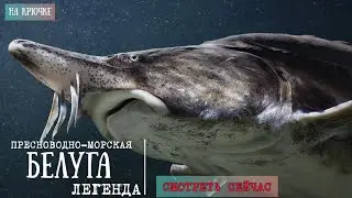 БЕЛУГА. Пресноводно-морская Легенда и икра на вес золота.