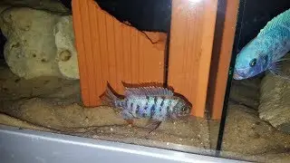 Femelle OB Maylandia zebra Chizumulu - Machili Island F0 / WF Raphael Mbunas