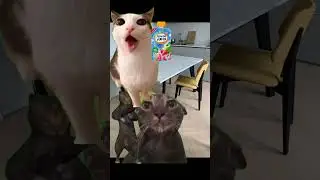 #видео моё#идея#моя#мем#мемные коты#memes#кот#собака#