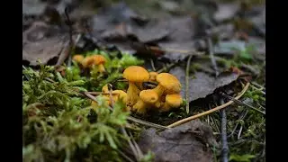 Collecting the first chanterelles of 2020/ Mushrooms 2020/ Belarus