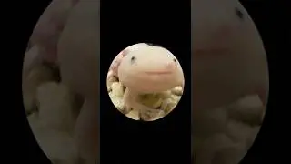 #аксолотль