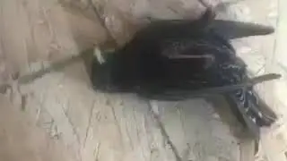 Bird Hits Window Bass Boosted